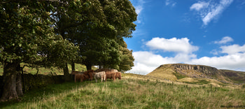 Grazing field in Yorkshire This landscape photograph captures a rural grazing field in Yorkshire, United Kingdom, on a summer afternoon. The scene features a group of Highland cows and calves standing beneath mature trees beside a dry stone wall, reflecting the harmony between animals and nature in this part of the countryside. In the background, the prominent escarpment of a Yorkshire hill rises under a blue sky dotted with white clouds, adding a distinct landmark to the image. The grassy field and mix of sunlight and shade illustrate the typical rural scenery of northern England during the summer, with animals peacefully grazing as part of the natural environment.